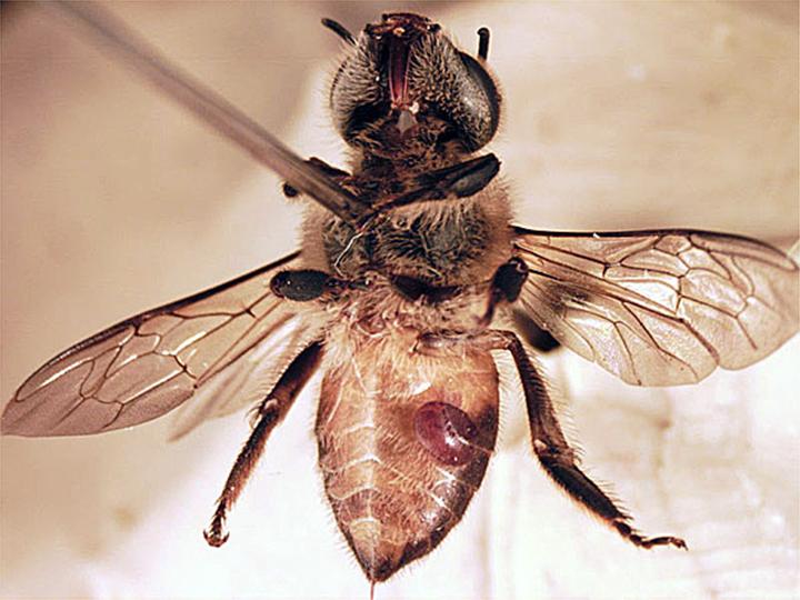 östliche Honigbiene (Apis cerana) mit Varroamilbe östliche Honigbiene (<i>Apis cerana</i>) mit Varroamilbe